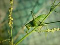 Picture Title - Grasshopper