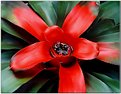 Picture Title - Neoregelia