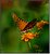 Gulf Fritillary