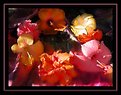 Picture Title - Hibiscus Flowers Still Life