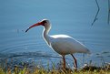 Picture Title - Water_bird