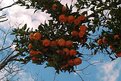 Picture Title - Florida Oranges