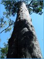 Picture Title - Largest USA Cypress