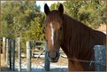 Picture Title - Brown Horse