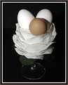 Picture Title - Egg Flower