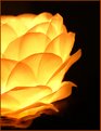 Picture Title - Burning Flower 1