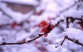 Picture Title - Red Flower Under Snow