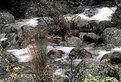 Picture Title - The Stream