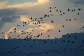 Picture Title - Birds of Galilee