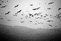 Picture Title - Birds in b/w