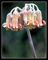 Picture Title - Flower in Kirstenbosch Botanical Garden