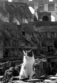 Picture Title - Romeo...roman cat