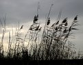 Picture Title - at the bank of the river