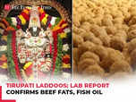 TDP claims ‘beef tallow’ in Tirupati laddus:Image