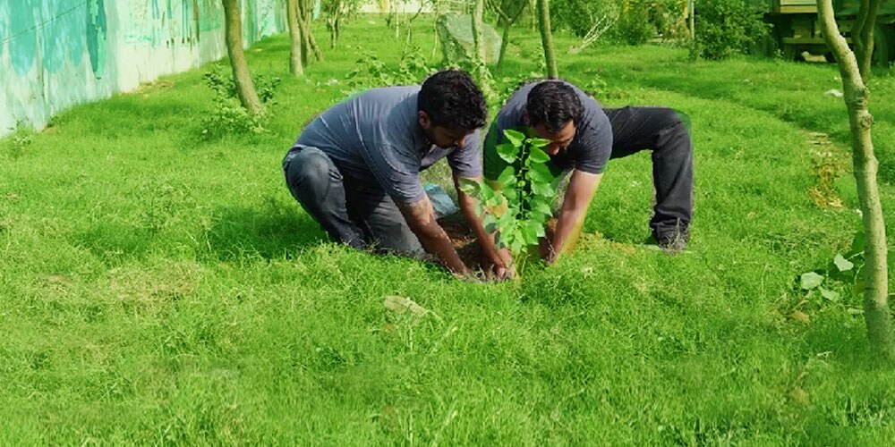 In an Urban Jungle, an Urban Forest is Breathing Life