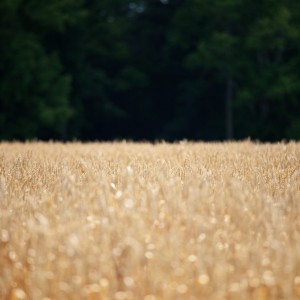 brandon christopher - wheat field ipad wallpaper