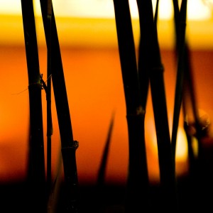 thomas hawk - bamboo silhouette ipad wallpaper