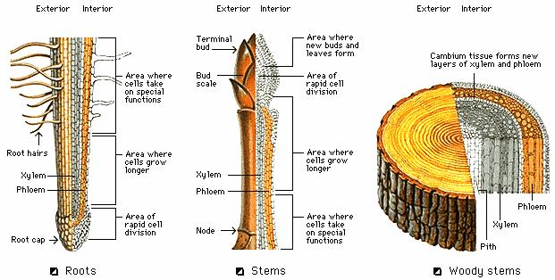 plant grow xylem