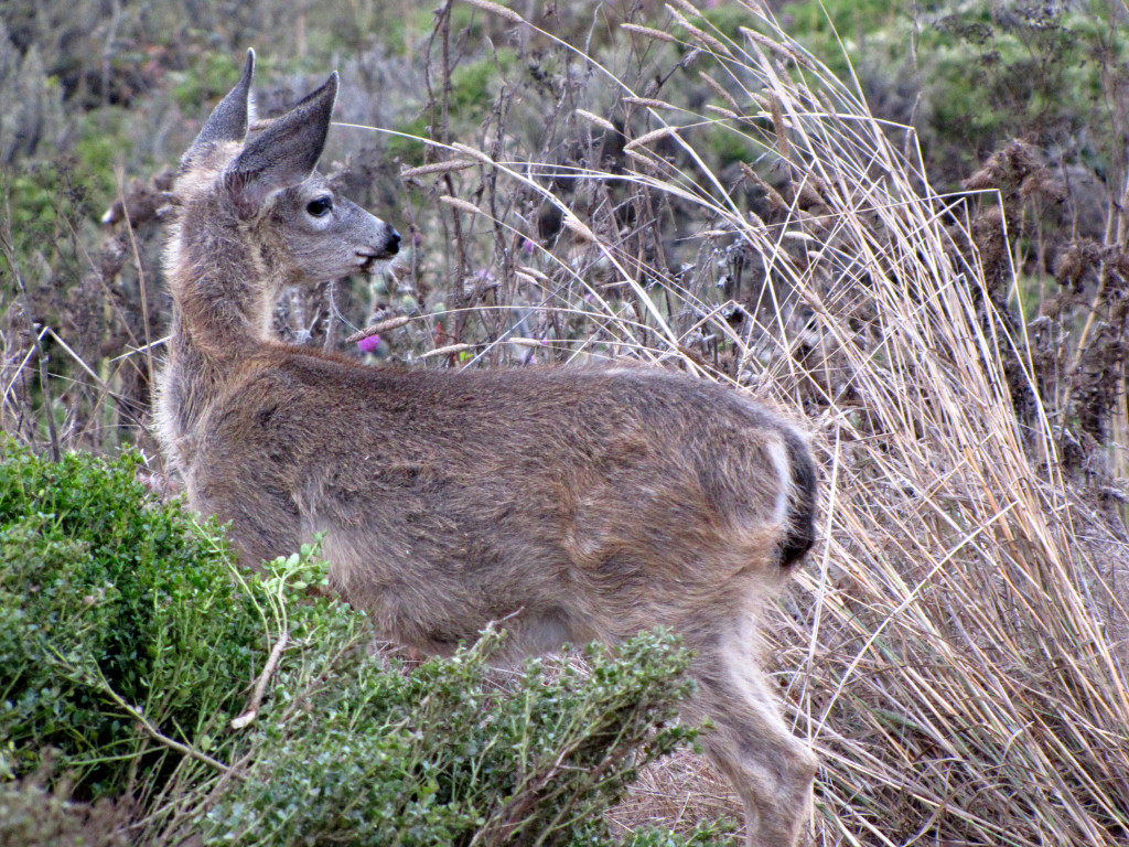 Black-tailed deer