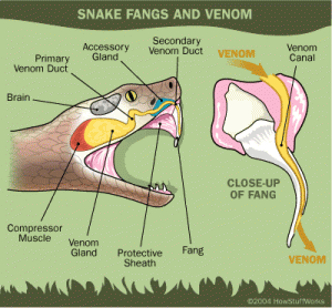 venom sacs