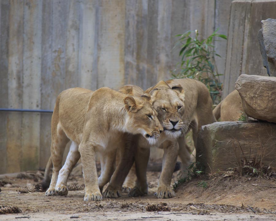 National Zoo Mar 16 11