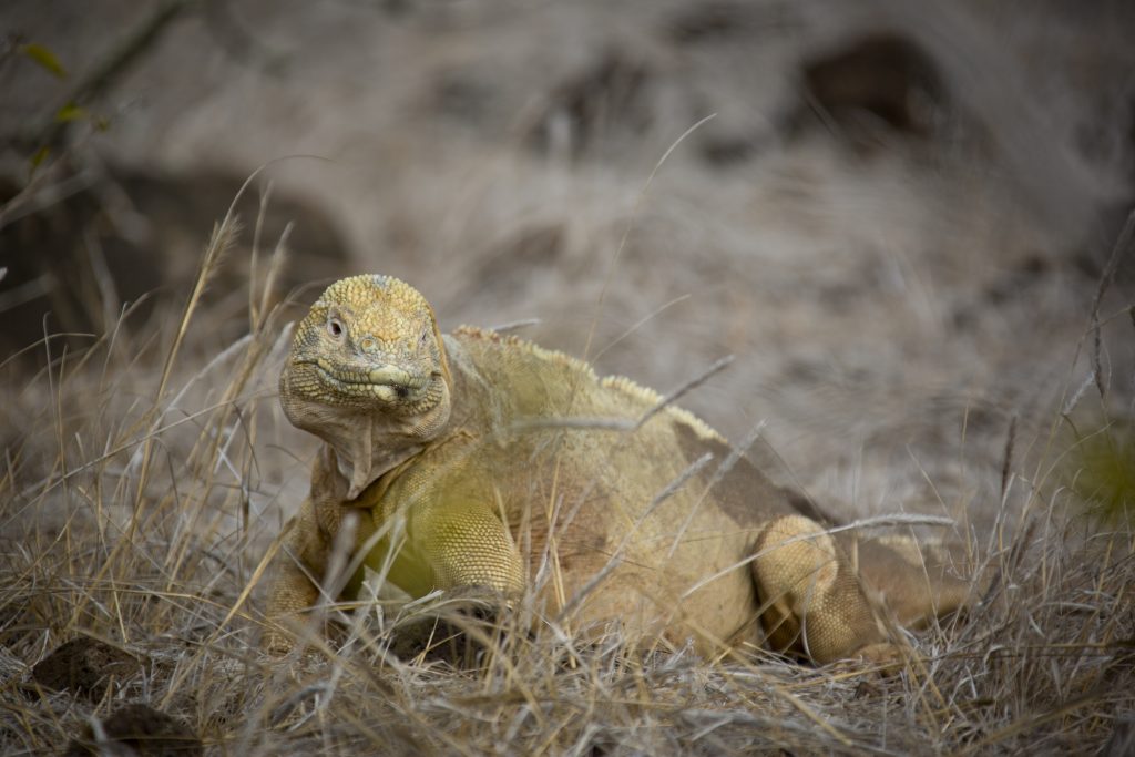 galapagos-02