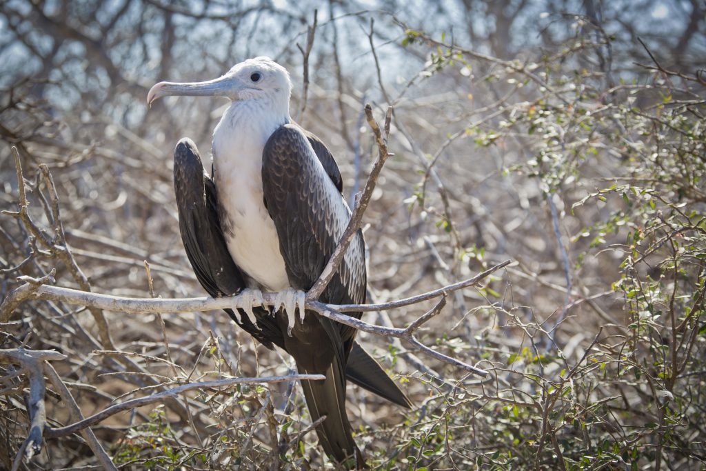 galapagos-07-1