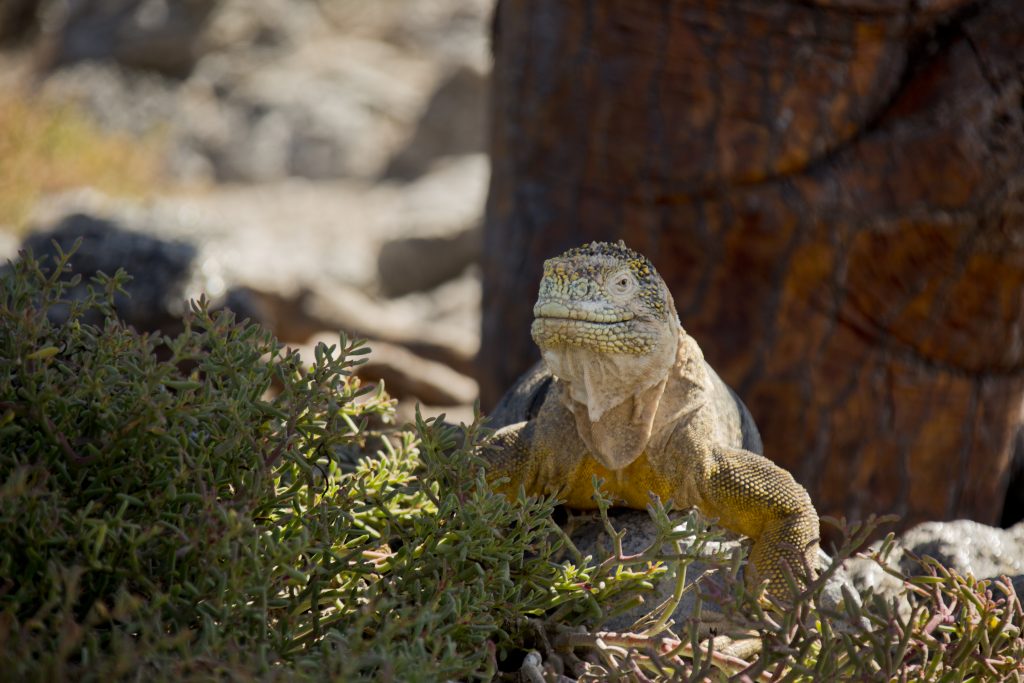 galapagos-07