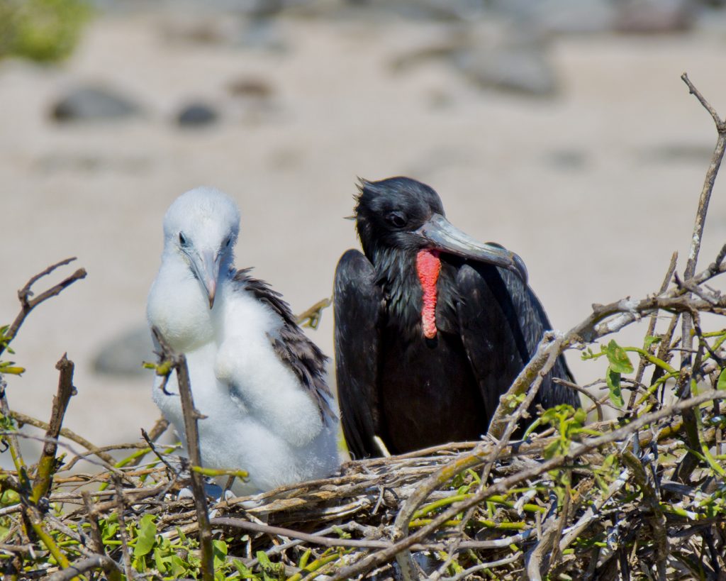 galapagos-22-1