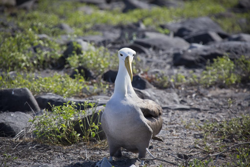 galapagos-68-1