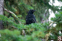 Crow In Tree