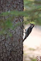 Hairy Woodpecker