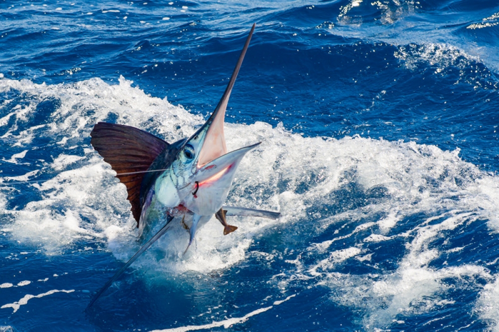 white-marlin-2014