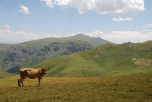 yayla