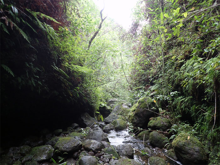 Hiking Manoa Falls to Summit