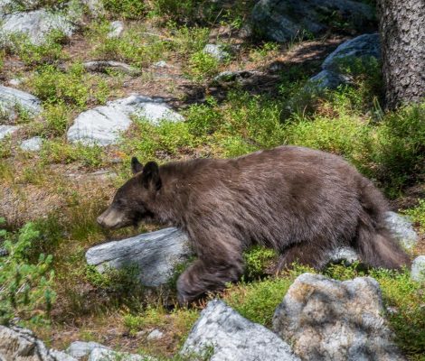 Young Bear in Grand Teton National Park