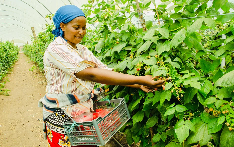 A lady during the harvesting process