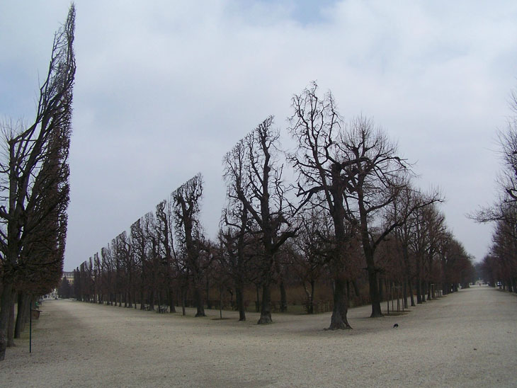 Don't confuse it with a scene from a sci-fi film, but they are actually real trees.