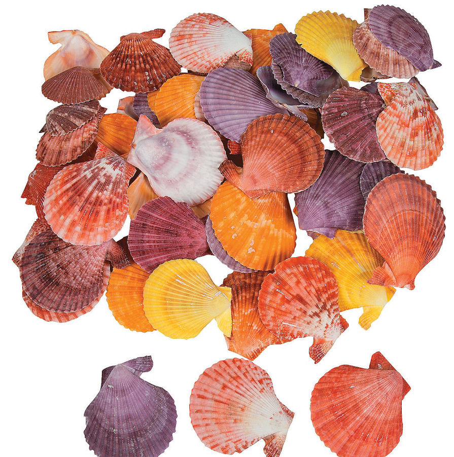 Pecten Nobilis Sea Shells (Dyed)