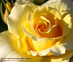 Willetton, Perth, Australia. Yellow Rose in Spring. Toa Payoh Vets