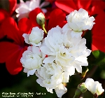 White roses, Willetton, Perth, Australia, Spring time. Toa Payoh Vets