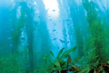 Hyundai Takes Part in Carbon Reduction Through Cultivation of Sea Forest