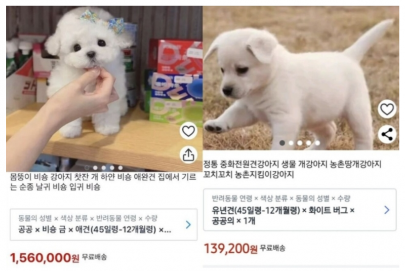 Controversy Erupts Over Live Dog Delivery Listings on South Korean E-Commerce Giant