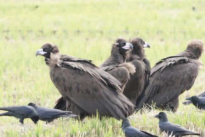 Migratory Eagles Return to Ulsan for Winter, Numbers Gradually Increasing