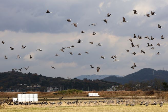 Thousands of Rare Cranes Flock to Suncheon Bay, Highlighting Efforts for Conservation