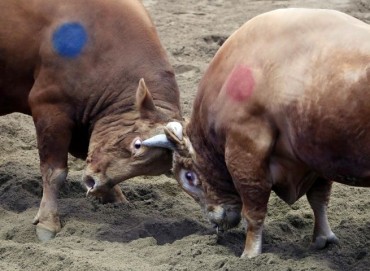 Korean Bullfighting Excluded from Intangible Cultural Heritage Consideration Amid Animal Welfare Debate