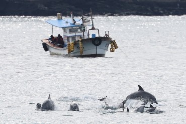 Environmental Group Urges Legal Rights for Jeju’s Indo-Pacific Bottlenose Dolphins