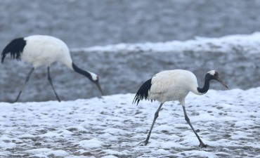 Endangered Cranes Increasingly Winter in South Korea’s Tidal Flats