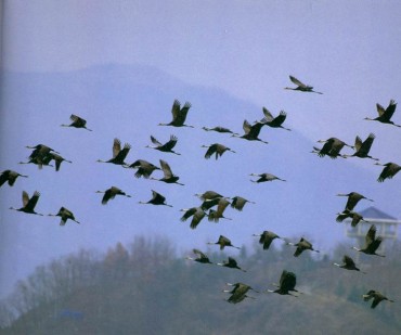 South Korea Names Hooded Crane as ‘Endangered Species of the Month’