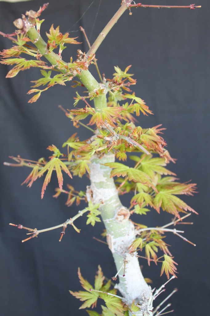 japanese maple foliage